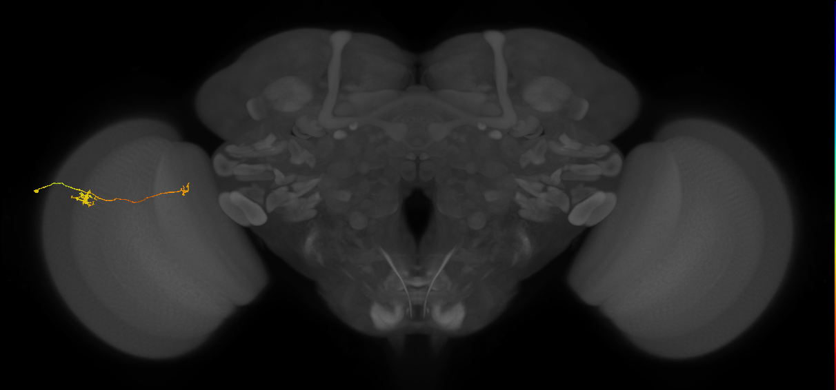 Tm5b_L (MaleCNS:169160)
