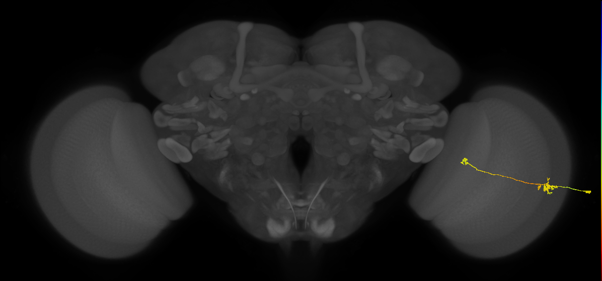 Tm5b_R (MaleCNS:91680)