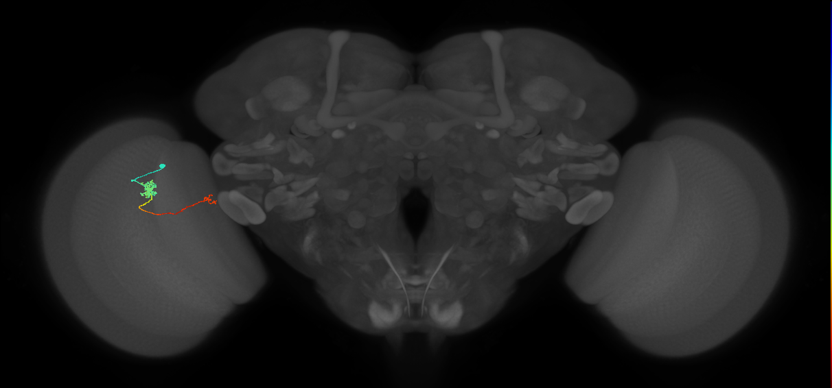 Tm5b_L (MaleCNS:40985)