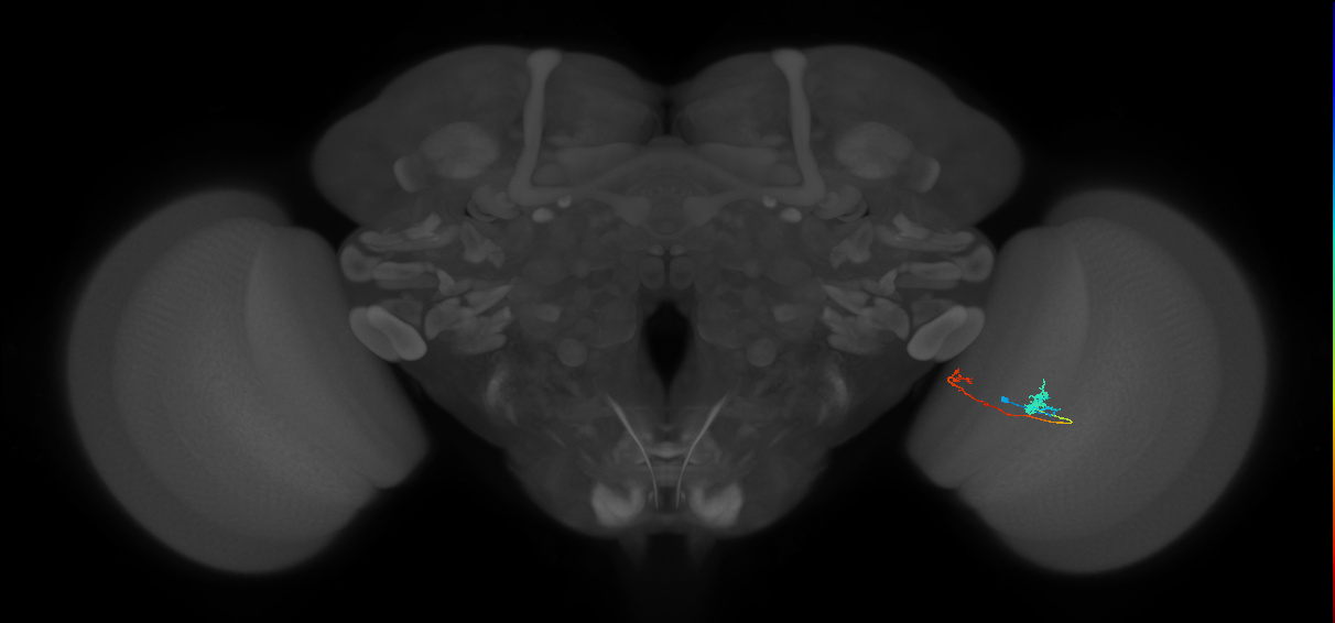 Tm5b_R (MaleCNS:126497)