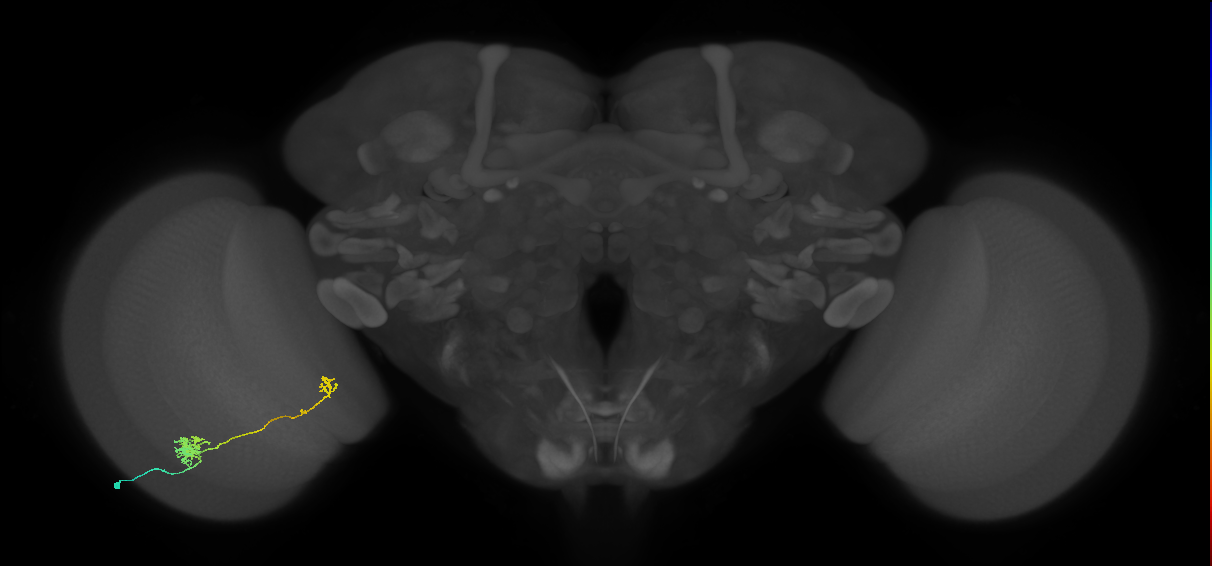 Tm5b_L (MaleCNS:530972)