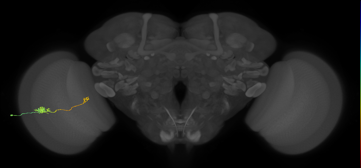 Tm5b_L (MaleCNS:76599)