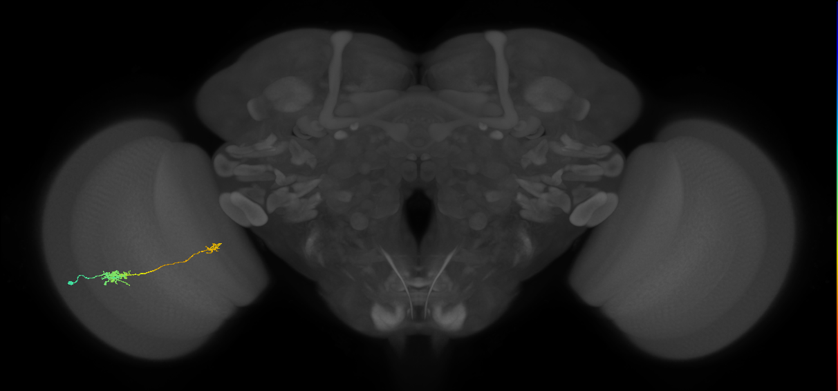 Tm5b_L (MaleCNS:103028)