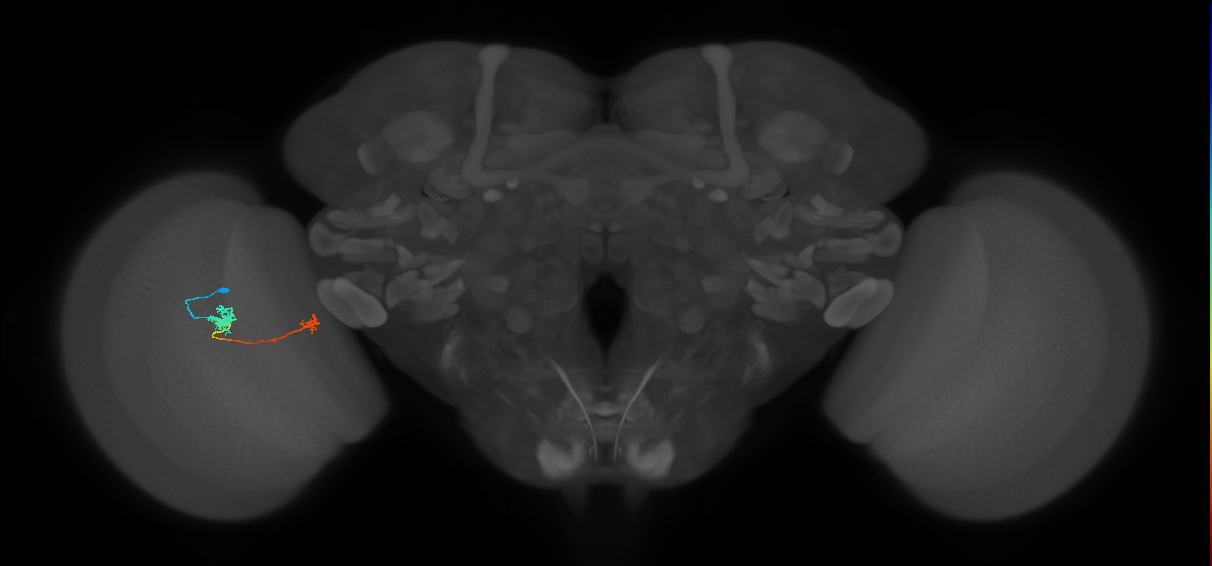 Tm5b_L (MaleCNS:528966)
