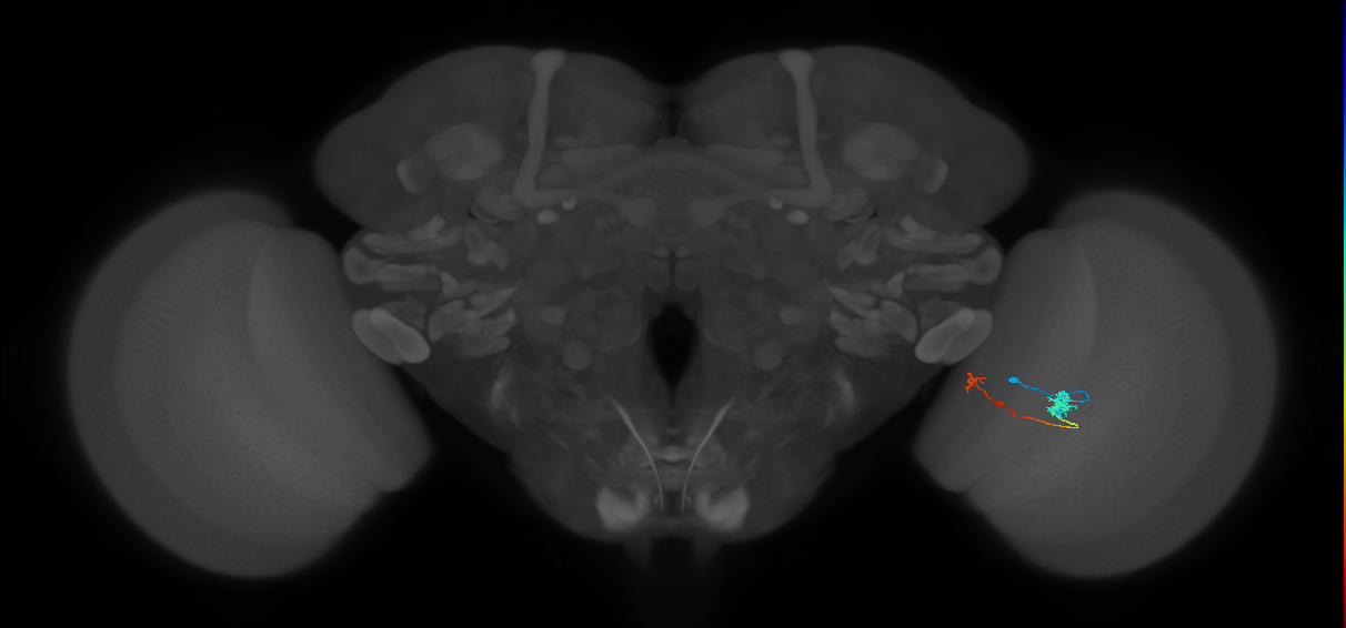 Tm5b_R (MaleCNS:119577)