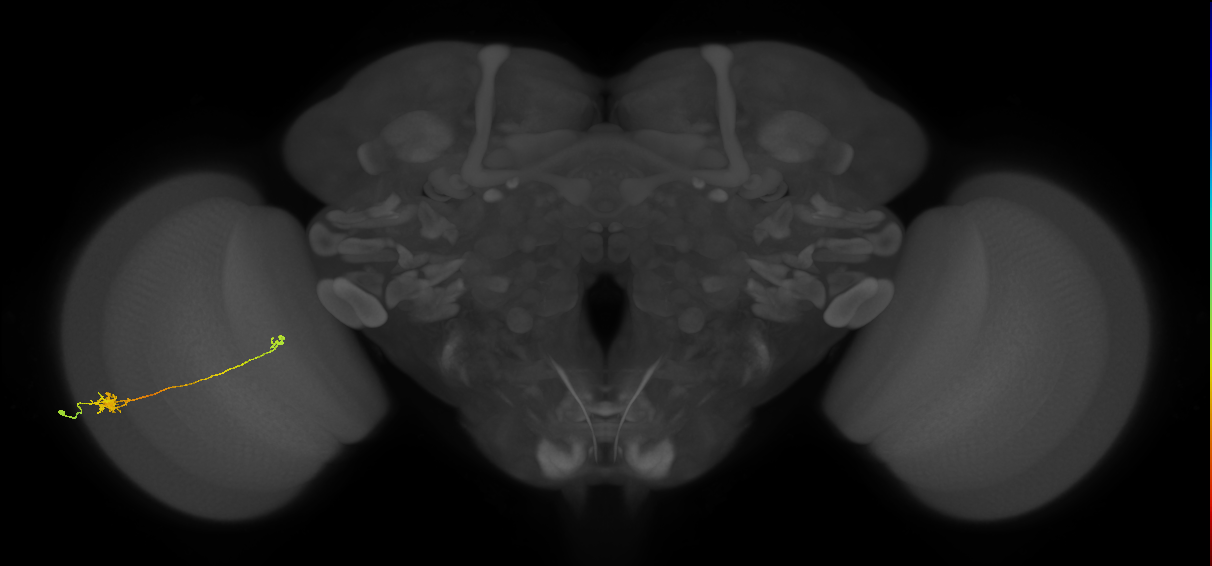 Tm5b_L (MaleCNS:88480)