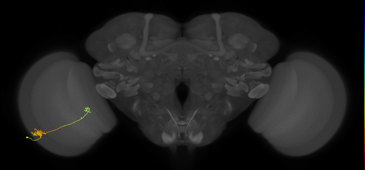 Tm5b_L (MaleCNS:59931)