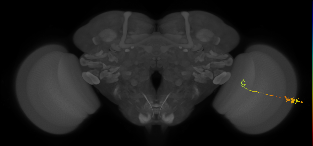 Tm5c_R (MaleCNS:120491)