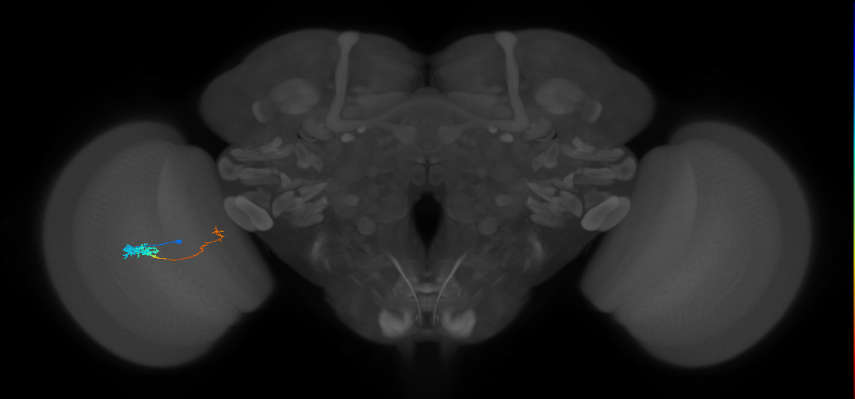 Tm5c_L (MaleCNS:81154)
