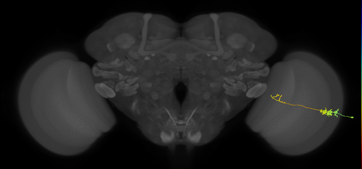 Tm5c_R (MaleCNS:95400)