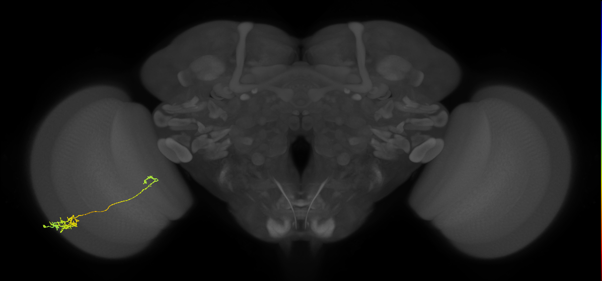 Tm5c_L (MaleCNS:87476)