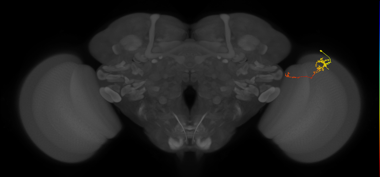 Tm5c_R (MaleCNS:88883)