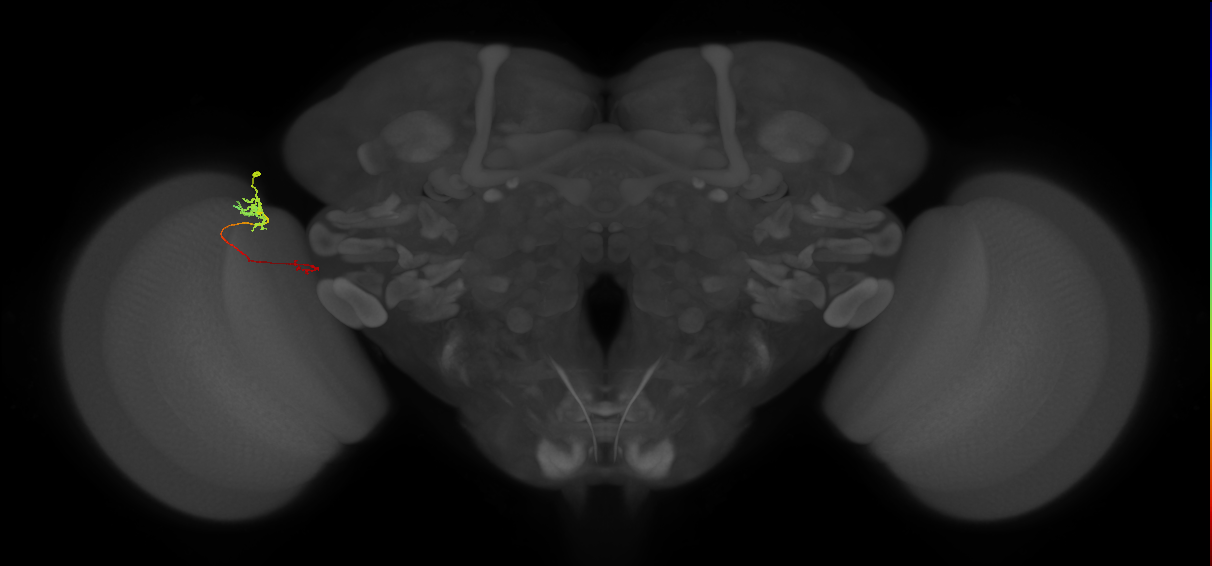 Tm5c_L (MaleCNS:542971)