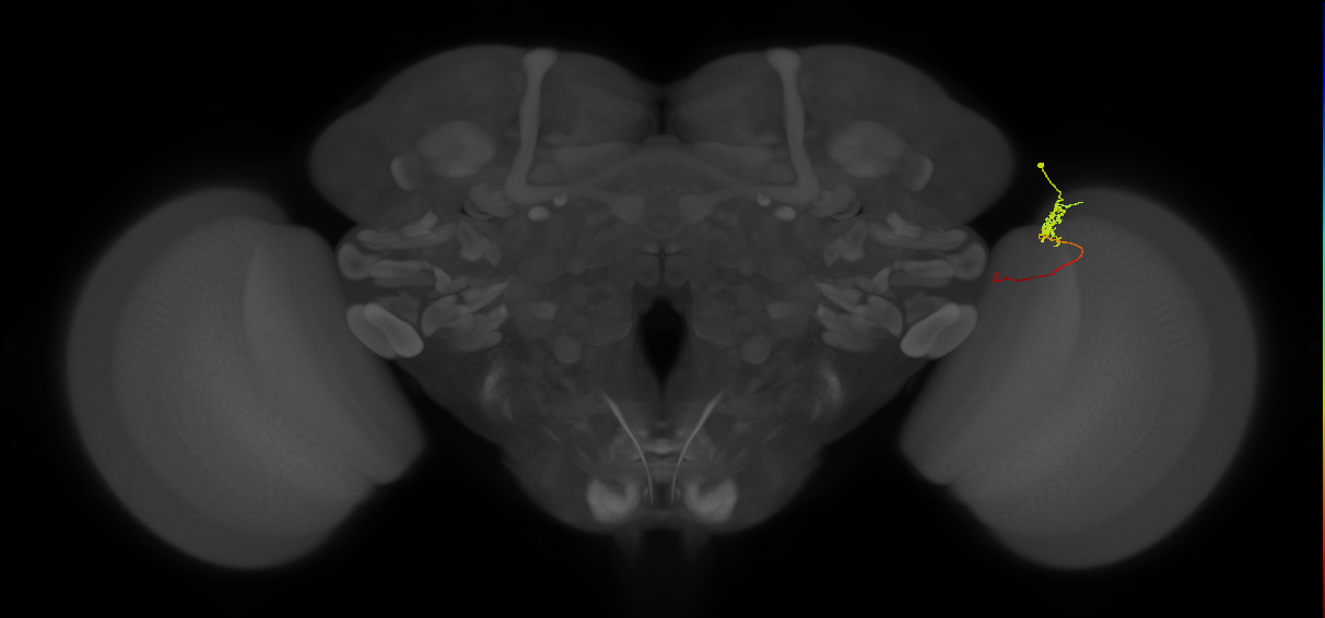 Tm5c_R (MaleCNS:132296)