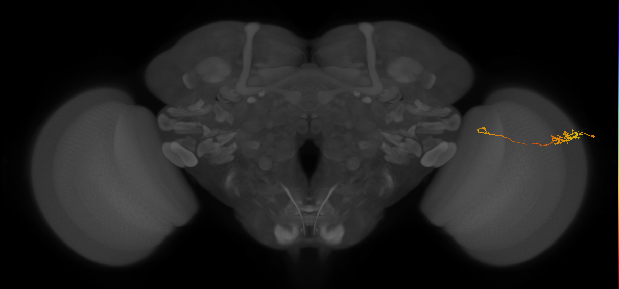 Tm5c_R (MaleCNS:79001)