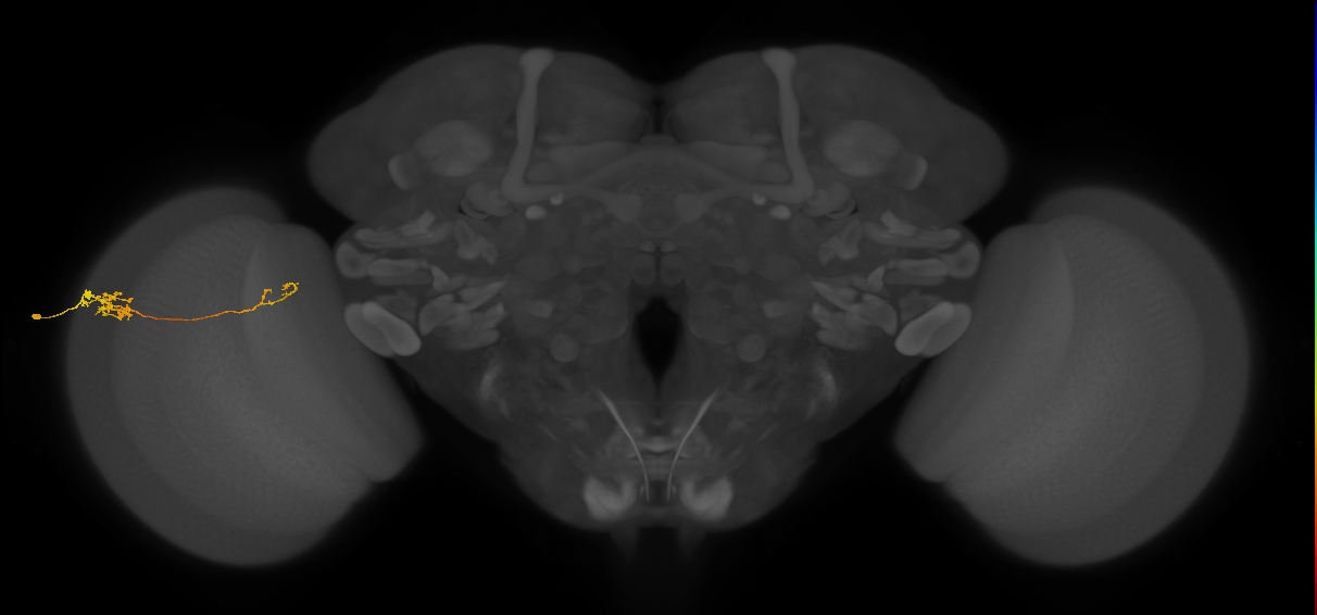 Tm5c_L (MaleCNS:80851)