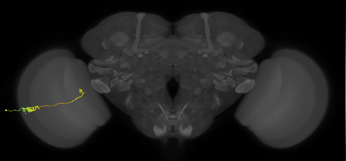 Tm5c_L (MaleCNS:76060)