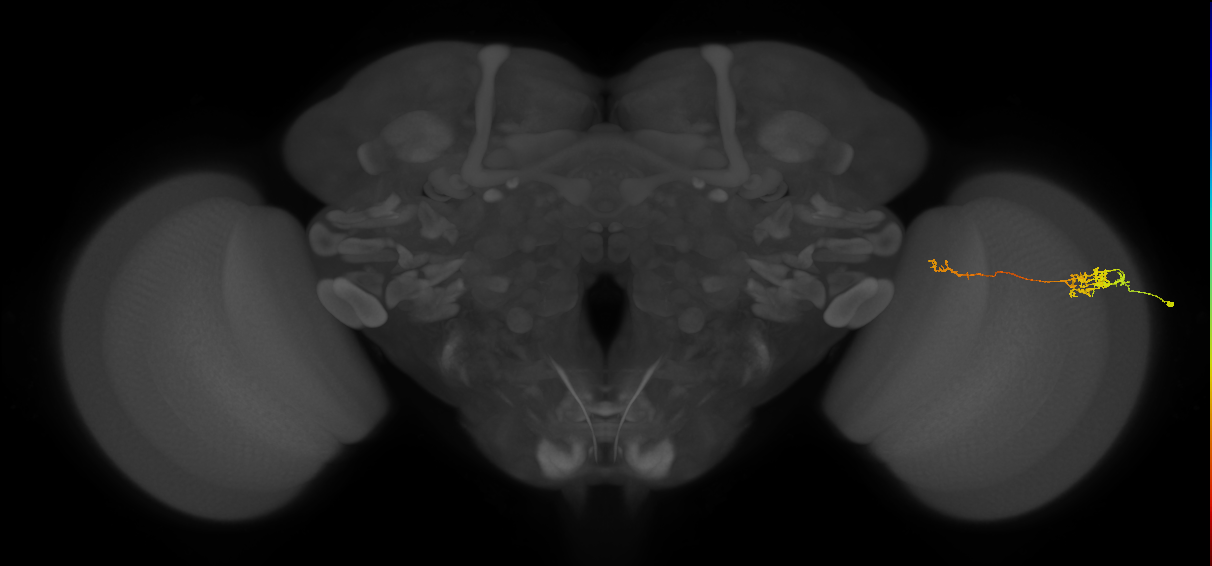 Tm5c_R (MaleCNS:68901)