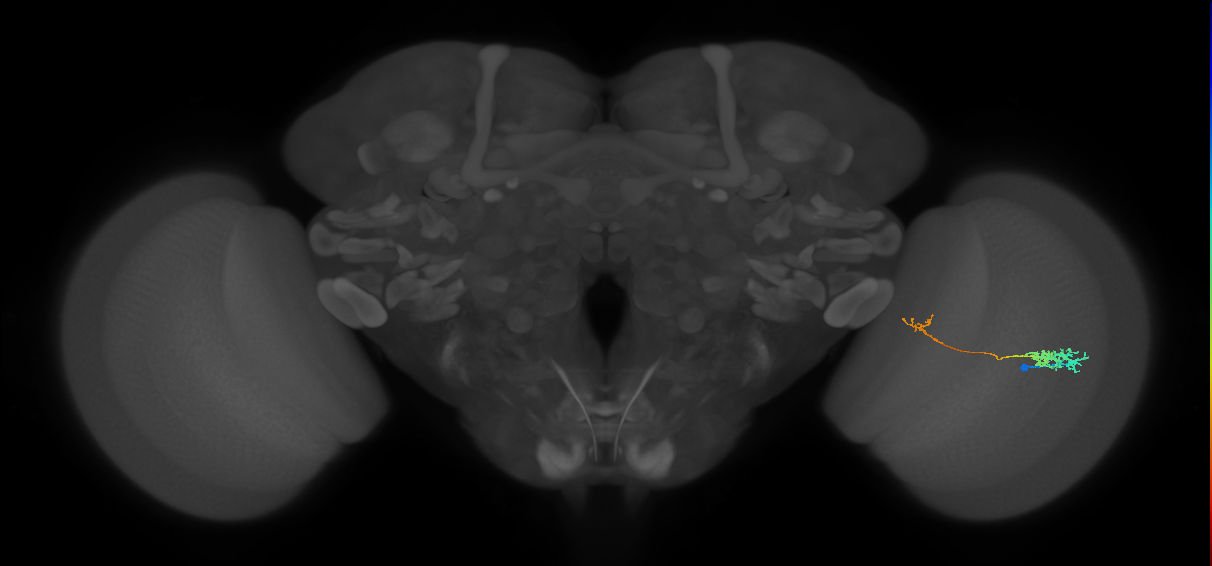Tm5c_R (MaleCNS:69102)