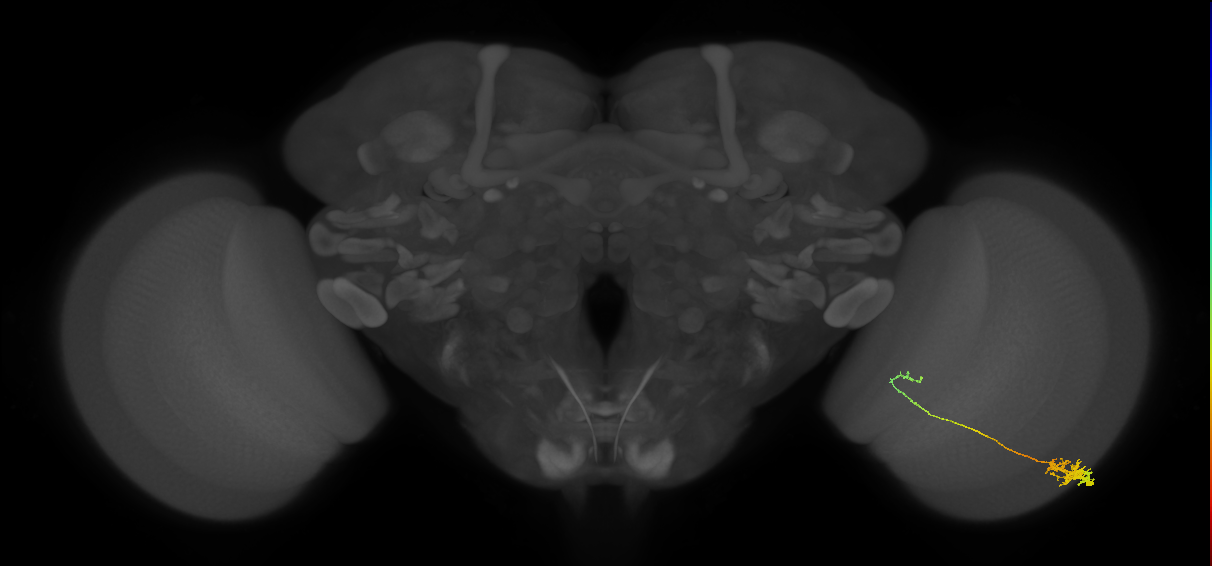 Tm5c_R (MaleCNS:76610)