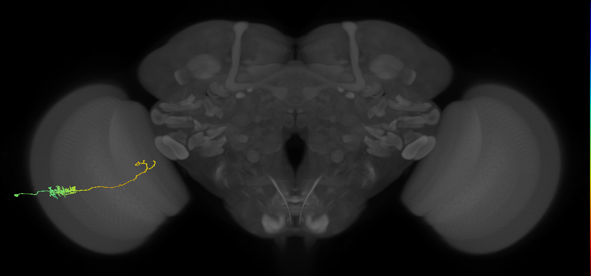 Tm5c_L (MaleCNS:573483)
