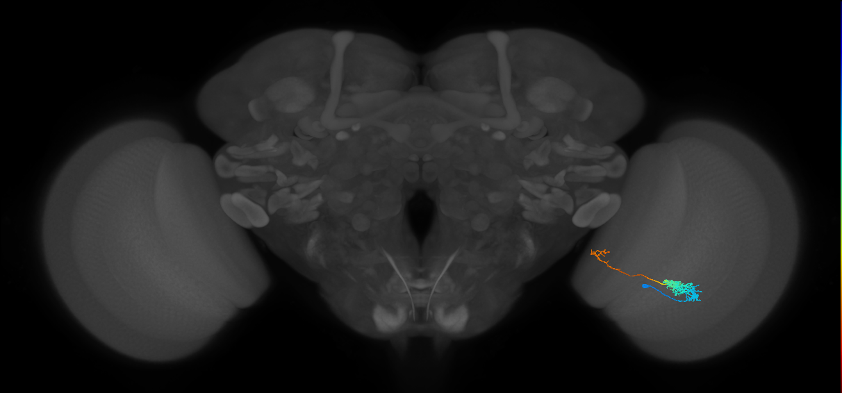 Tm5c_R (MaleCNS:69316)
