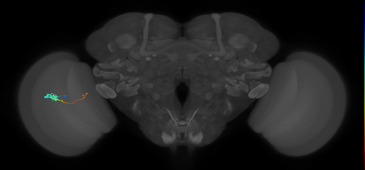 Tm5c_L (MaleCNS:535859)