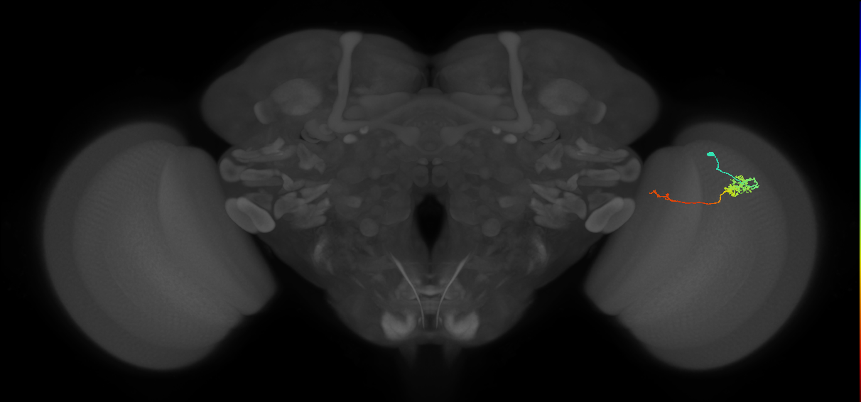 Tm5c_R (MaleCNS:109754)