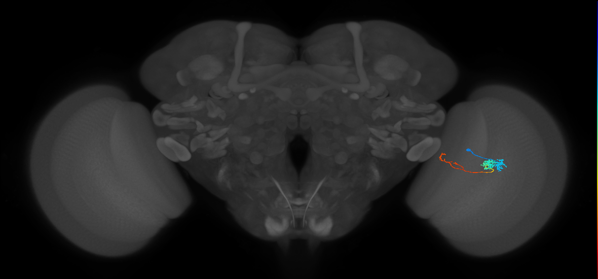 Tm5c_R (MaleCNS:83109)
