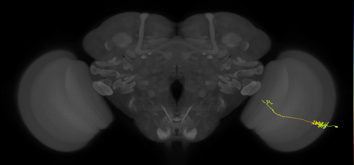 Tm5c_R (MaleCNS:65683)
