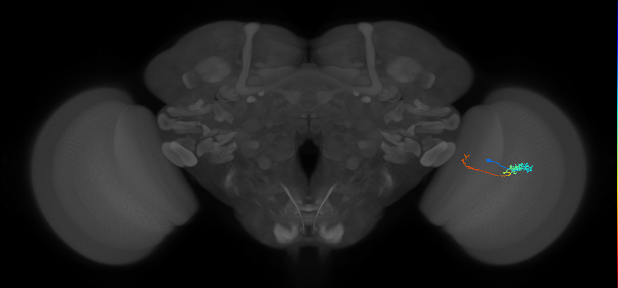 Tm5c_R (MaleCNS:64518)