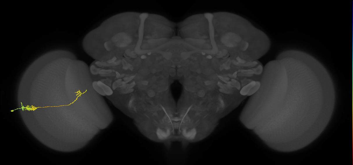 Tm5c_L (MaleCNS:76912)