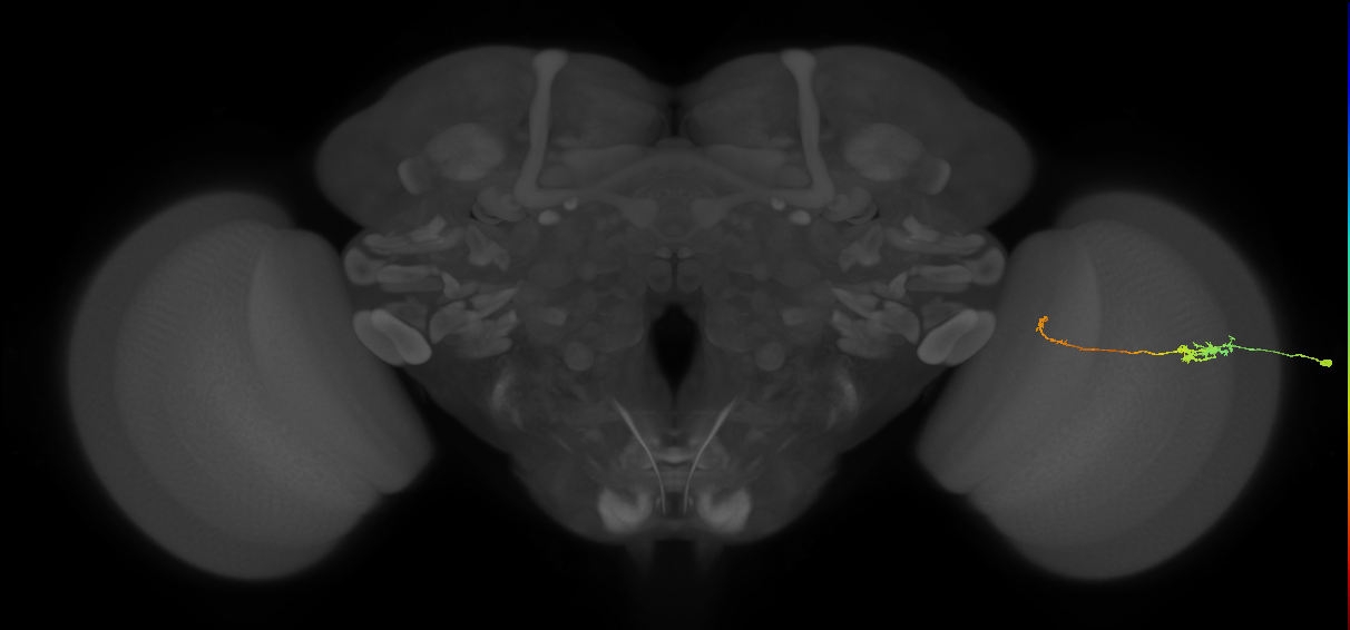 Tm5c_R (MaleCNS:116782)