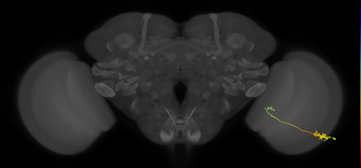 Tm5c_R (MaleCNS:58653)