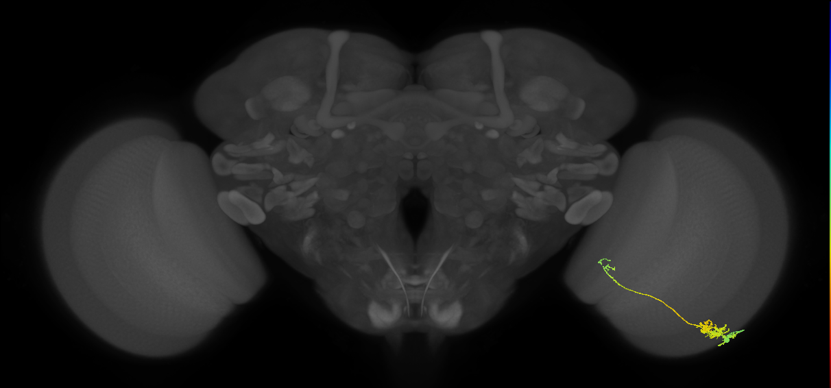 Tm5c_R (MaleCNS:63698)