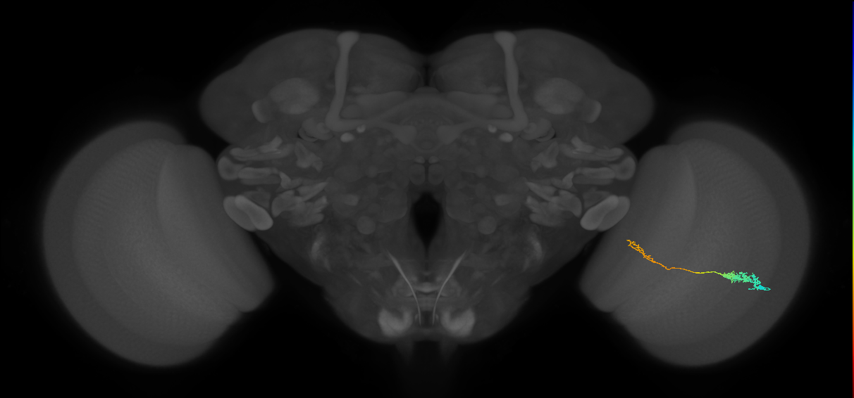Tm5c_R (MaleCNS:73778)