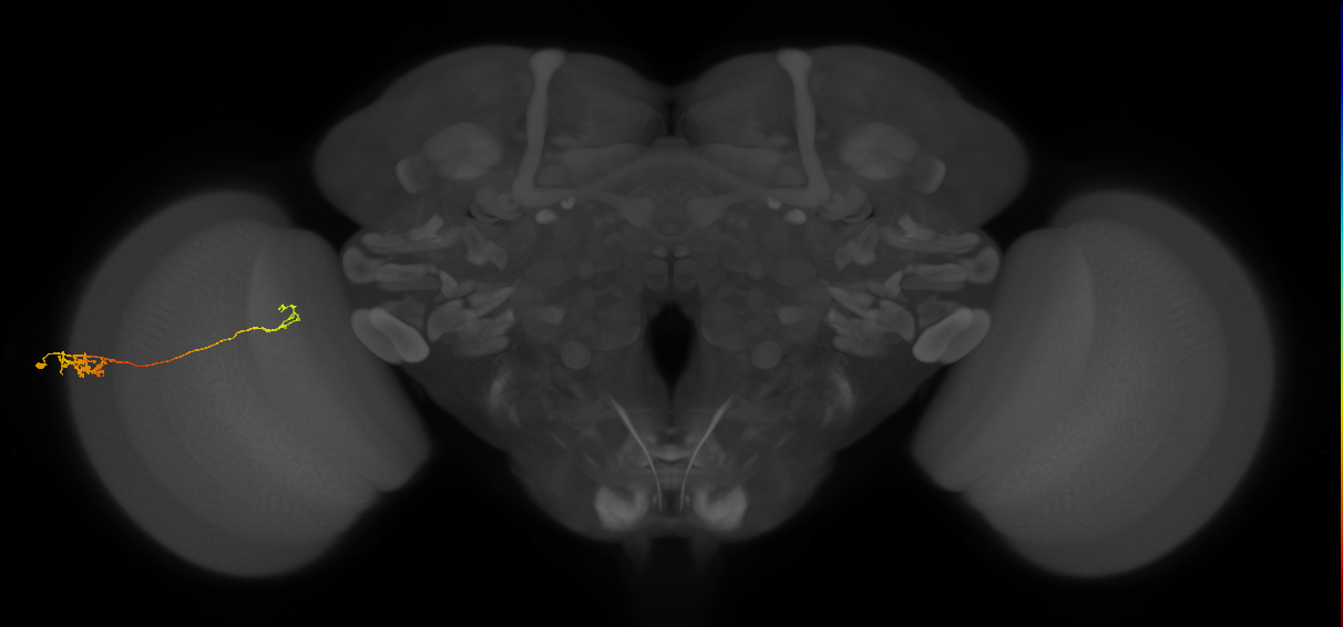 Tm5c_L (MaleCNS:97744)