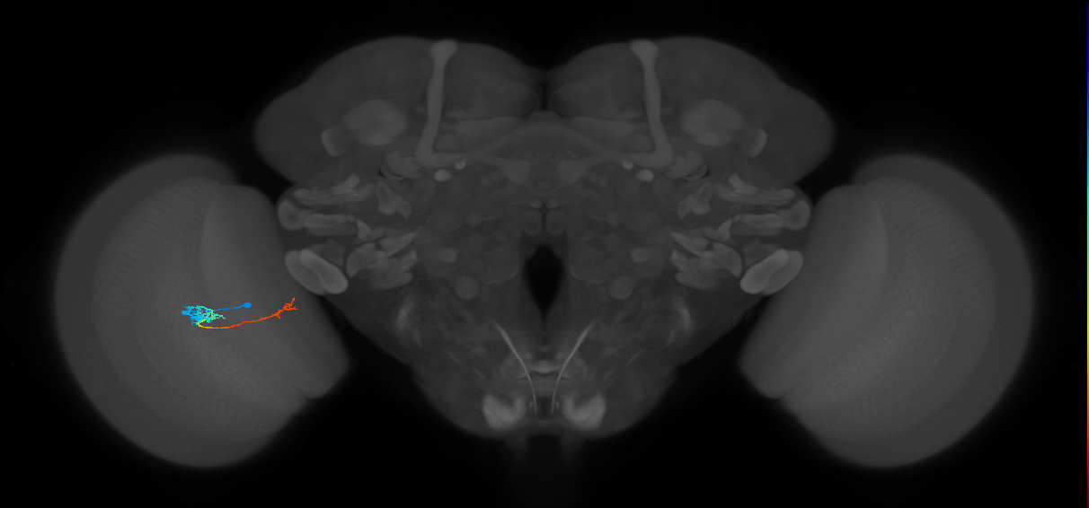 Tm5c_L (MaleCNS:551331)