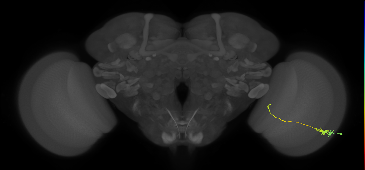 Tm5c_R (MaleCNS:75914)