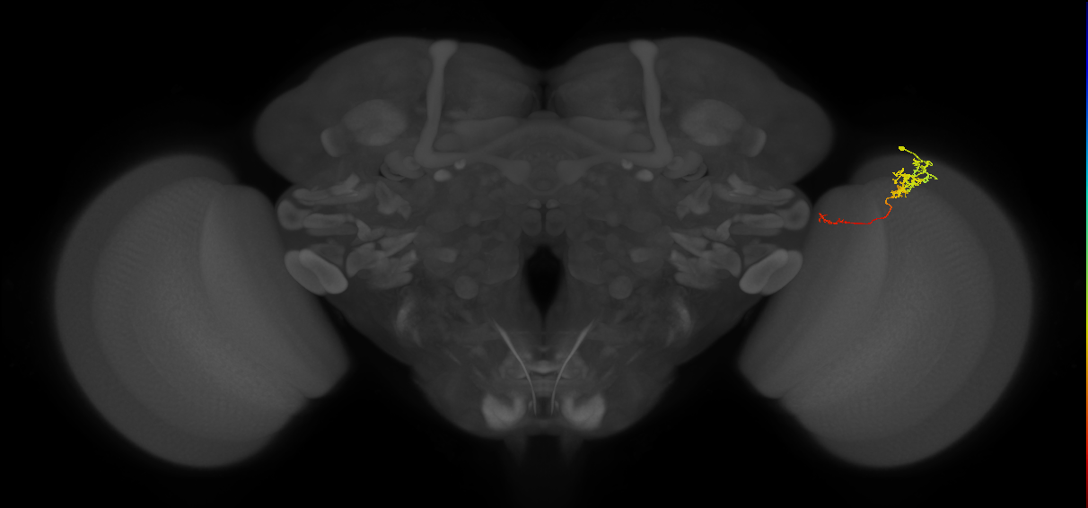Tm5c_R (MaleCNS:94672)