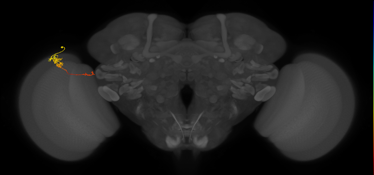 Tm5c_L (MaleCNS:543156)