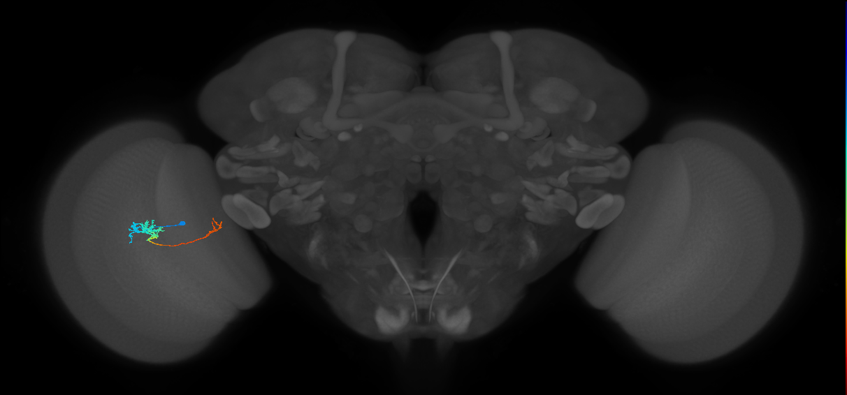 Tm5c_L (MaleCNS:138705)