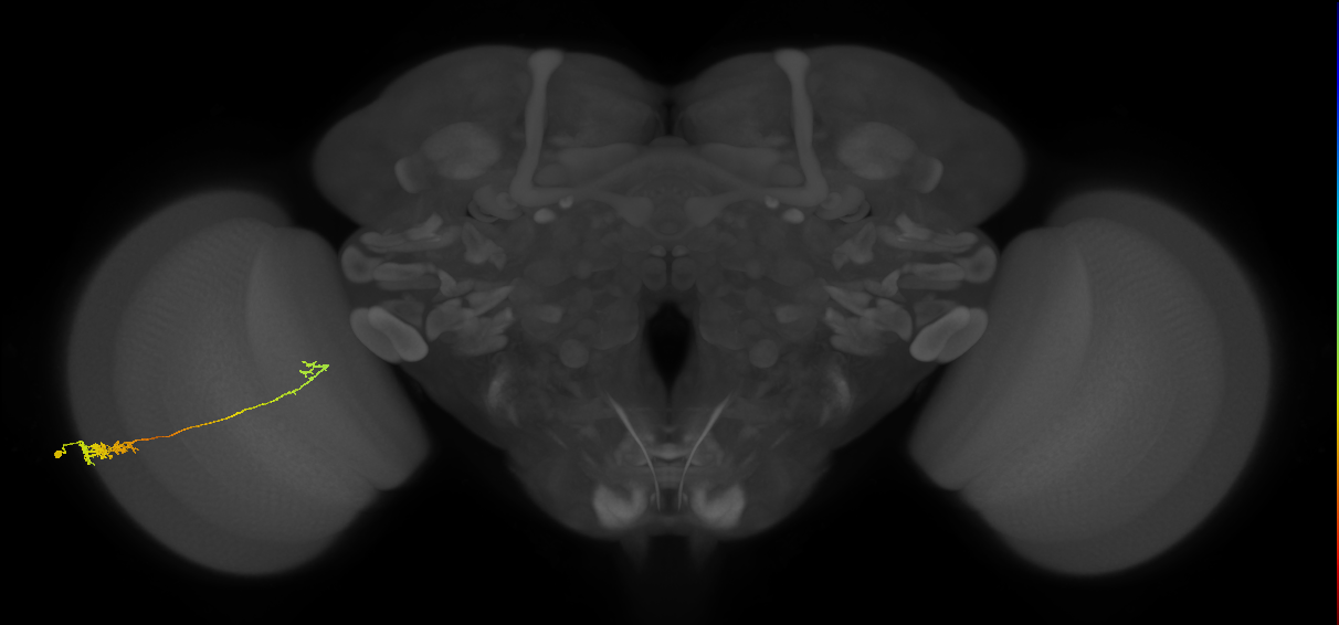 Tm5c_L (MaleCNS:533563)