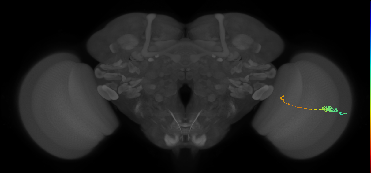Tm5c_R (MaleCNS:71744)