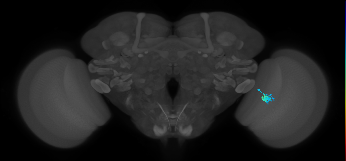 Tm5c_R (MaleCNS:79411)