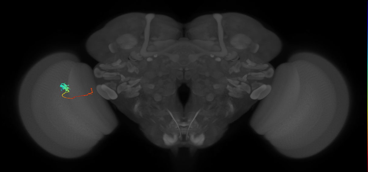 Tm5c_L (MaleCNS:555949)