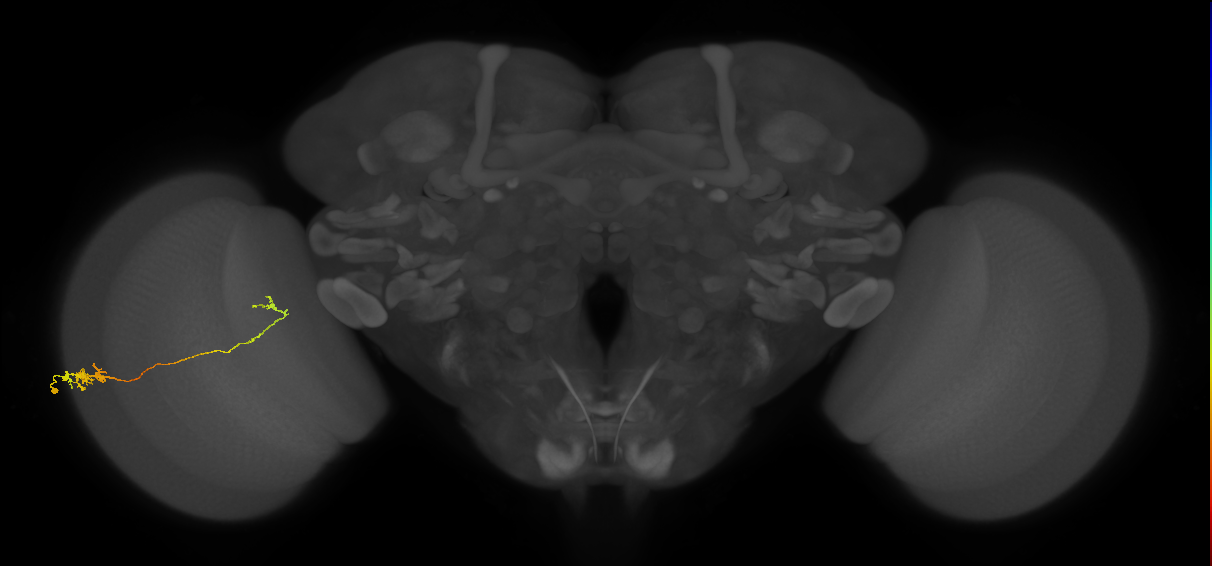 Tm5c_L (MaleCNS:56595)