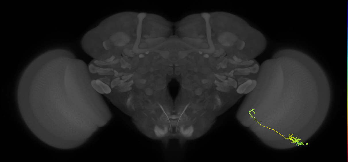 Tm5c_R (MaleCNS:68958)