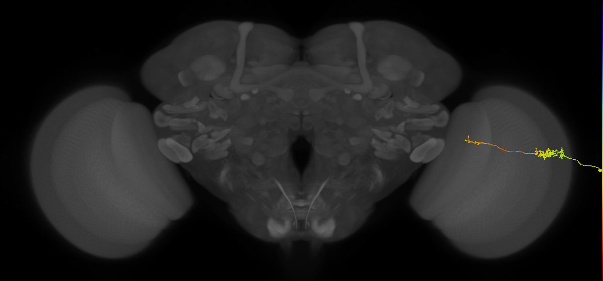 Tm5c_R (MaleCNS:79989)