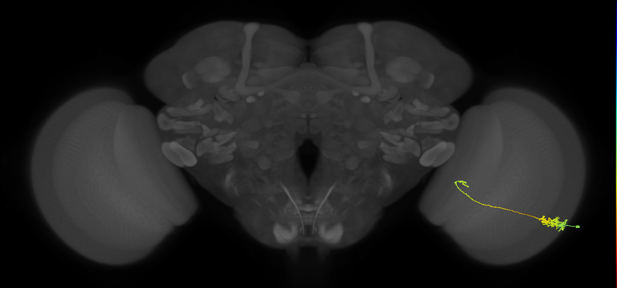 Tm5c_R (MaleCNS:62147)